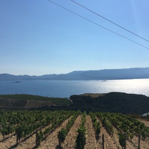 VINOGORJE KOMARNA