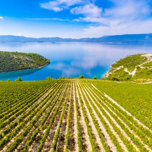 VINOGORJE KOMARNA